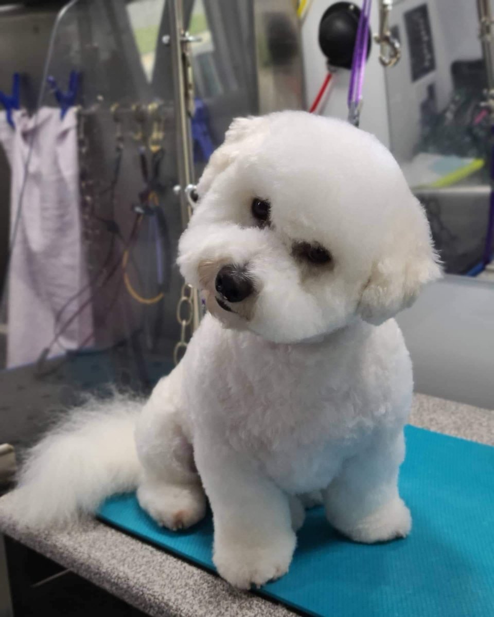Freshly groomed white Bichon Frise on the Asgard mobile grooming table