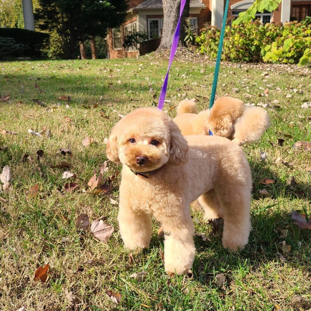 Apricot doodle freshly groomed, standing on the lawn after an Asgard appointment